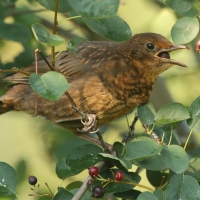 Kos - Turdus merula - Common Blackbird