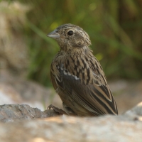 Cierlik - Emberiza cirlus - Cirl Bunting