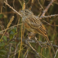 Cierlik - Emberiza cirlus - Cirl Bunting