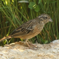 Cierlik - Emberiza cirlus - Cirl Bunting