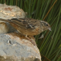 Cierlik - Emberiza cirlus - Cirl Bunting