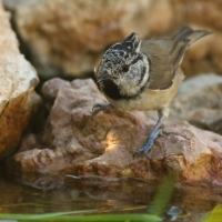 Czubatka  - Crested Tit