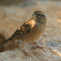 Głuszek - Emberiza cia - Emberiza cia - Rock Bunting