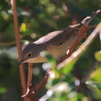 Pokrzewka wąsata - Curruca cantillans - Eastern Subalpine Warbler