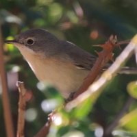 Pokrzewka wąsata - Curruca cantillans - Eastern Subalpine Warbler