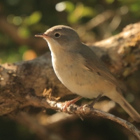 Pokrzewka wąsata - Curruca cantillans - Eastern Subalpine Warbler