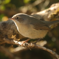 Pokrzewka wąsata - Curruca cantillans - Eastern Subalpine Warbler