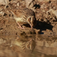 Lerka - Lullula arborea - Wood Lark