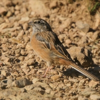 Głuszek - Emberiza cia - Emberiza cia - Rock Bunting