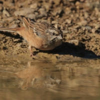 Głuszek - Emberiza cia - Emberiza cia - Rock Bunting
