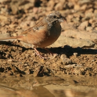 Głuszek - Emberiza cia - Emberiza cia - Rock Bunting