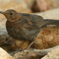 Kos - Turdus merula - Common Blackbird