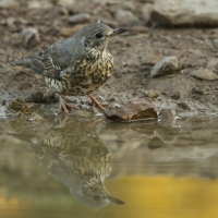 Paszkot - Turdus viscivorus - Mistle Thrush