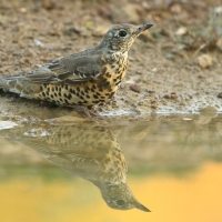Paszkot - Turdus viscivorus - Mistle Thrush