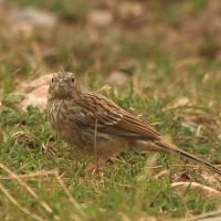 Cierlik - Emberiza cirlus - Cirl Bunting