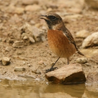 Kląskawka - Saxicola rubicola - European Stonechat