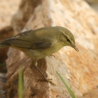 Świstunka - Rhadina sibilatrix - Wood Warbler