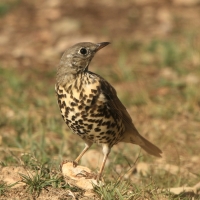 Paszkot - Turdus viscivorus - Mistle Thrush