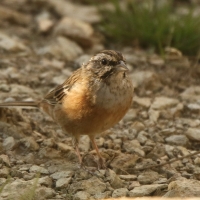 Głuszek - Emberiza cia - Emberiza cia - Rock Bunting