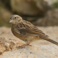 Cierlik - Emberiza cirlus - Cirl Bunting