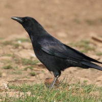 Czarnowron - Corvus corone - Carrion Crow