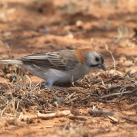 Łuskogłowik rdzawoszyi - Sporopipes frontalis - Speckle-fronted Weaver