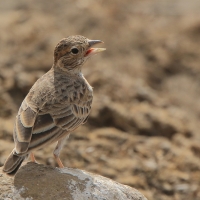 Pustynka płowa - Eremopterix leucopareia - Fischer's Sparrow Lark
