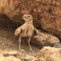 Pustynka płowa - Eremopterix leucopareia - Fischer's Sparrow Lark