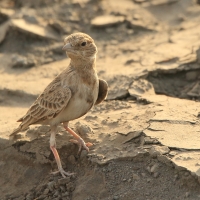 Pustynka płowa - Eremopterix leucopareia - Fischer's Sparrow Lark