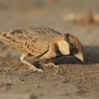 Pustynka płowa - Eremopterix leucopareia - Fischer's Sparrow Lark