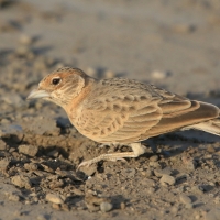 Pustynka płowa - Eremopterix leucopareia - Fischer's Sparrow Lark
