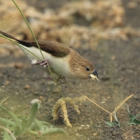 Srebrnodziobek afrykański - Euodice cantans - African Silverbill