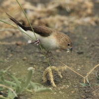 Srebrnodziobek afrykański - Euodice cantans - African Silverbill