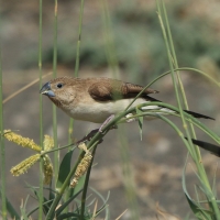 Srebrnodziobek afrykański - Euodice cantans - African Silverbill