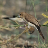 Srebrnodziobek afrykański - Euodice cantans - African Silverbill