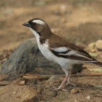 Dziergacz białobrewy - Plocepasser mahali - White-browed Sparrow-Weaver