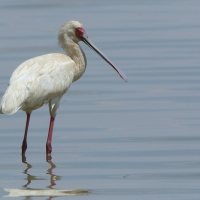 Warzęcha czerwonolica - Platalea alba - African Spoonbill