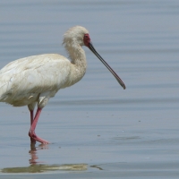 Warzęcha czerwonolica - Platalea alba - African Spoonbill
