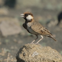 Pustynka płowa - Eremopterix leucopareia - Fischer's Sparrow Lark