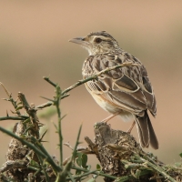 Skowrończyk kusy - Spizocorys fremantlii - Short-tailed Lark