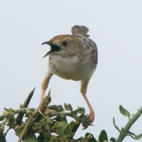 Chwastówka równikowa - Cisticola marginatus - Winding Cisticola