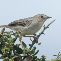 Chwastówka równikowa - Cisticola marginatus - Winding Cisticola