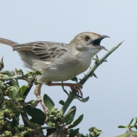 Chwastówka równikowa - Cisticola marginatus - Winding Cisticola