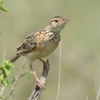 Skowroniec sawannowy - Mirafra africana - Rufous-naped Lark