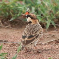 Pustynka płowa - Eremopterix leucopareia - Fischer's Sparrow Lark