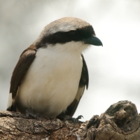 Dzierzba srokoszowata - Lanius excubitoroides - Grey-backed Fiscal
