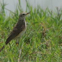 Świergotek długodzioby - Anthus similis - Long-billed Pipit