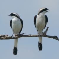 Dzierzba srokoszowata - Lanius excubitoroides - Grey-backed Fiscal