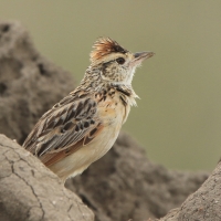 Skowroniec sawannowy - Mirafra africana - Rufous-naped Lark