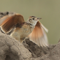 Skowroniec sawannowy - Mirafra africana - Rufous-naped Lark